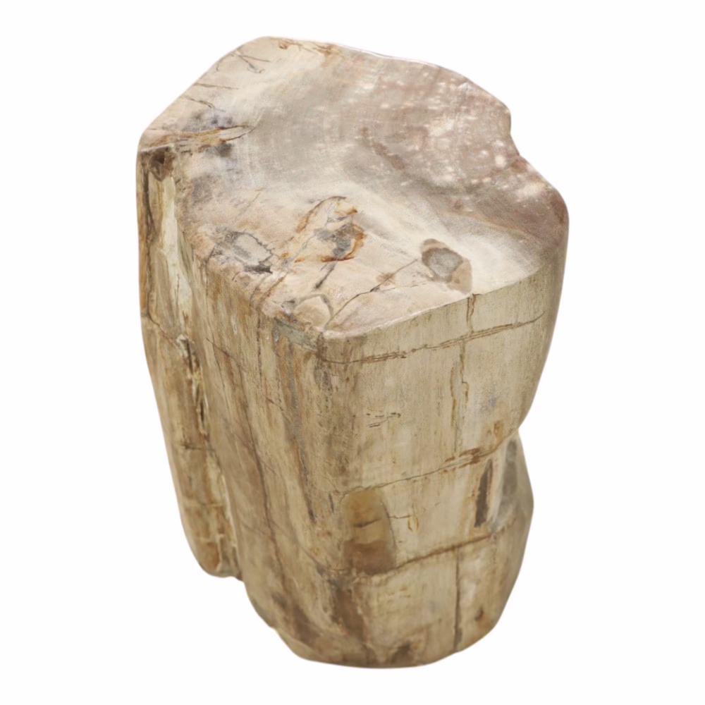 Finest Quality Petrified Wood End Table, RIS 838 B 6 solid petrified wood end table top surface showing fossilized grain